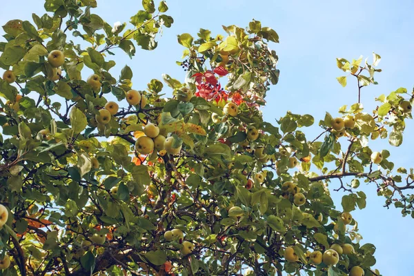 リンゴの木の枝は 青い空 果物の生産的な木を背景にしています 開花期 収穫期 — ストック写真