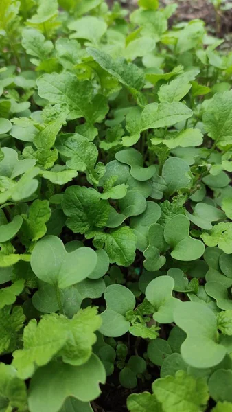 In the spring farm field young alfalfa grows. Clover Carpet