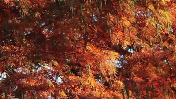 Autumn orange tree — Stock Video