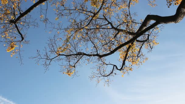 Sonbahar ağacı — Stok video