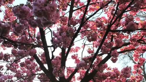 Цветение сакуры — стоковое видео