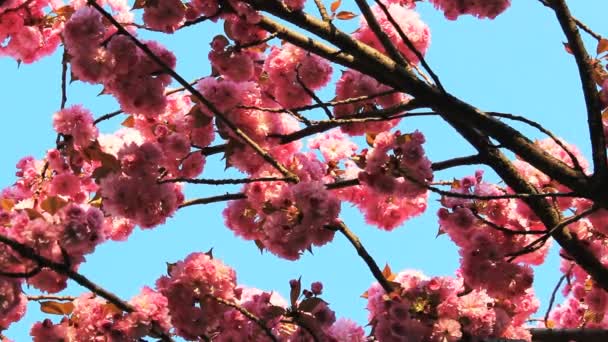 Flor de cerejeira — Vídeo de Stock