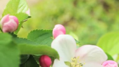 ağaç bahar çiçeği