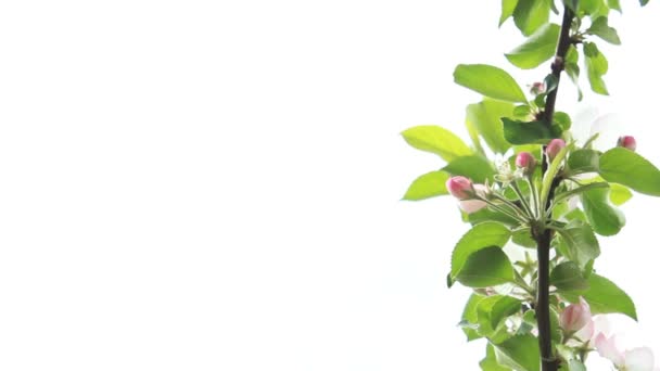 Albero dei fiori primaverili — Video Stock