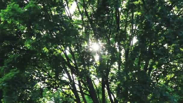 Güneş ve yeşil ağaç — Stok video