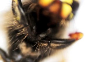 yaban arısı makro