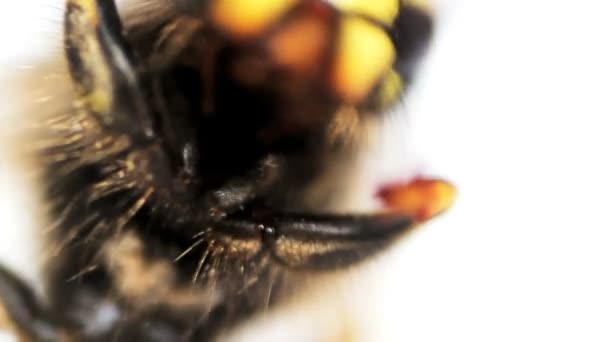 Yaban arısı makro — Stok video