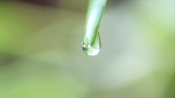 Gota de agua en la hoja — Vídeos de Stock