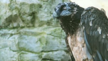 kartal