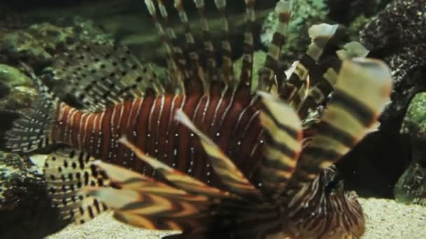 수족관 이국적인 물고기 — 비디오