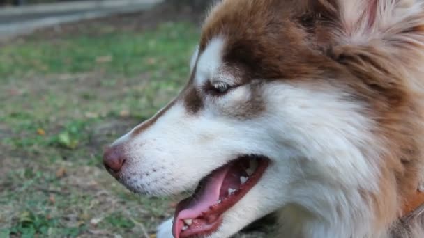 Brown husky with blue eyes — Stock Video