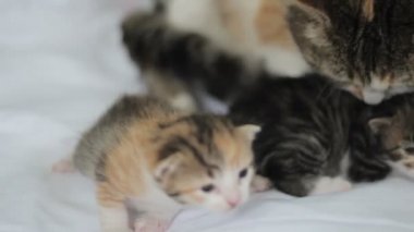 Anne kedi ve kedi yavruları.
