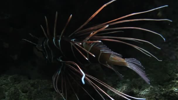 Aquarium poissons exotiques — Video