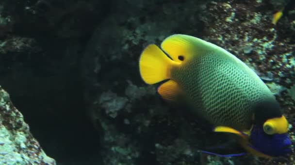 Exotische Fische im Aquarium — Stockvideo