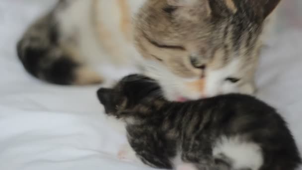 Mãe gato e gatinhos — Vídeo de Stock