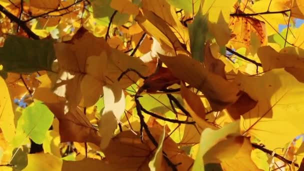Žlutá podzimní strom zblízka — Stock video