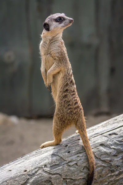 Meerkat - Suricata suricatta - Szurikáta — Zdjęcie stockowe