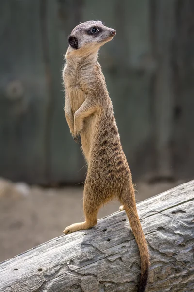 Meerkat - Suricata suricatta - Szurikáta Zdjęcia Stockowe bez tantiem
