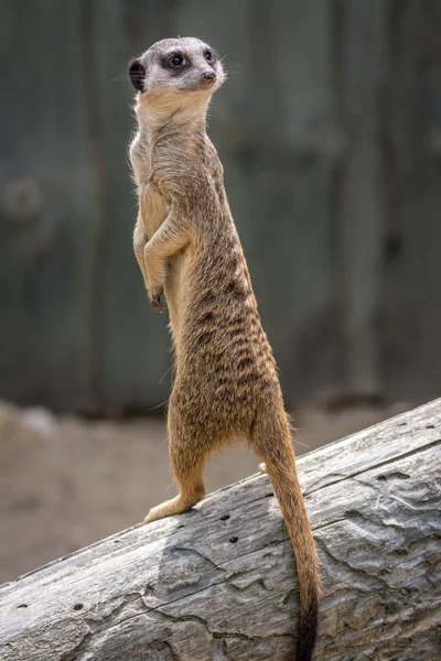 Meerkat - Suricata suricatta - Szurikáta Obraz Stockowy