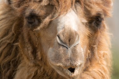 Dromedary (Camelus dromedarius)