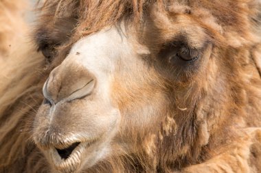Dromedary (Camelus dromedarius)