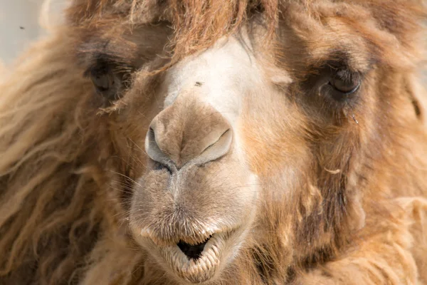 Dromader (camelus dromaderka) — Zdjęcie stockowe