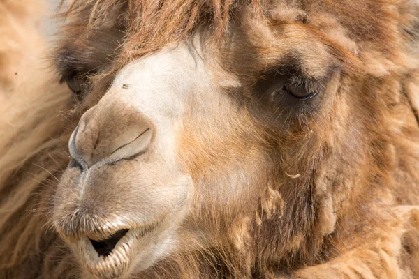 Dromedary (Camelus dromedarius)