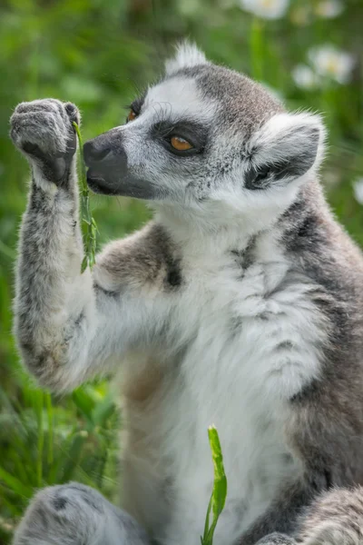 Lemur białogłowy (Lemur catta)) — Zdjęcie stockowe