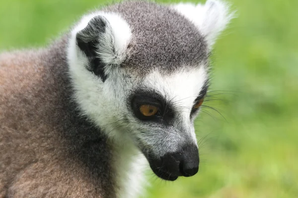 Lémur cola anillada (Lemur catta) —  Fotos de Stock