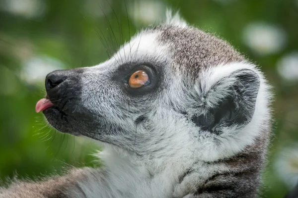Lemur białogłowy (Lemur catta)) Zdjęcie Stockowe