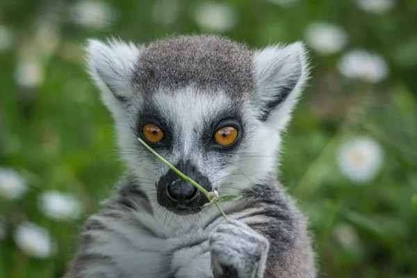 Lemur białogłowy (Lemur catta)) Obraz Stockowy