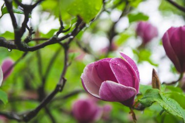 Magnolia 'nın pembe renkli resmini kapat