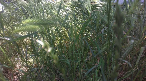 Natuur Buiten Planten Bomen Gras Bloemen — Stockfoto