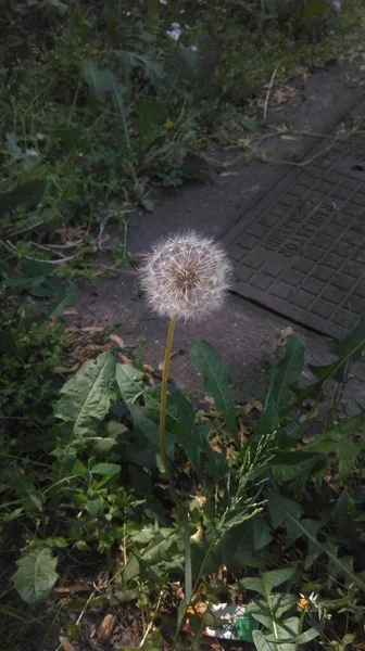 野外植物 — 图库照片