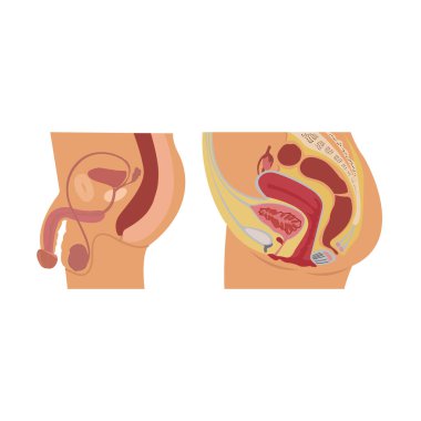 Beyaz üzerine insan üreme organları