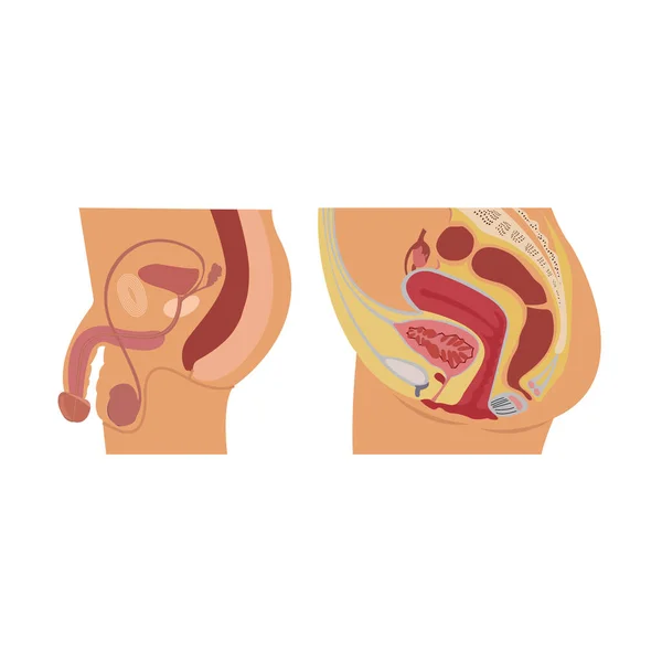 Репродуктивные Органы Человека Белом — стоковый вектор