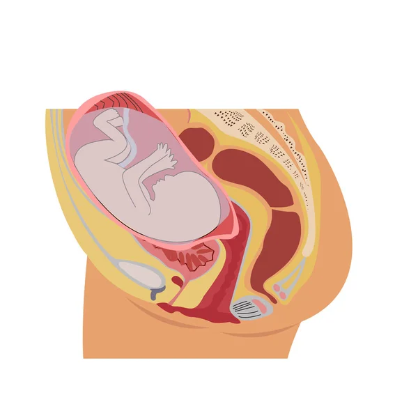 Анатомия Беременной Женщины Белом — стоковый вектор