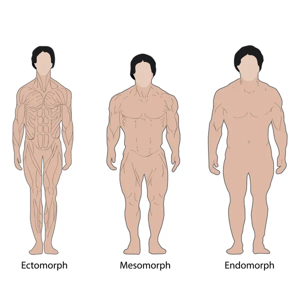 Ανδρικό σώμα τύπους — Διανυσματικό Αρχείο
