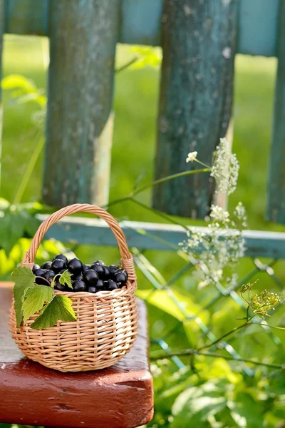 Färska svarta vinbär i korgen — Stockfoto