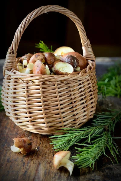 Frische braune Pilze in einem kleinen Korb — Stockfoto