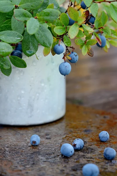 Mug with blueberry — Stock Photo, Image