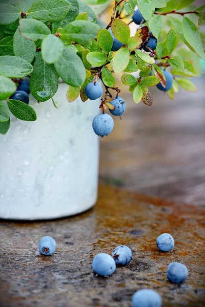 Mug with blueberry — Stock Photo, Image