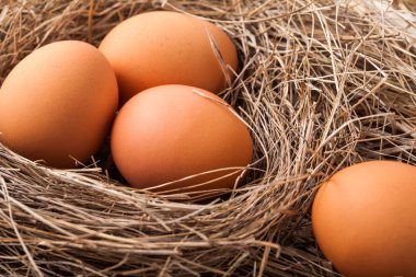 tavuk yumurtası 