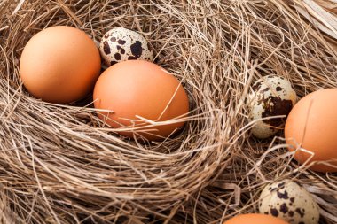 tavuk ve Bıldırcın yumurta