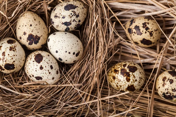 Quail eggs — Stock Photo, Image