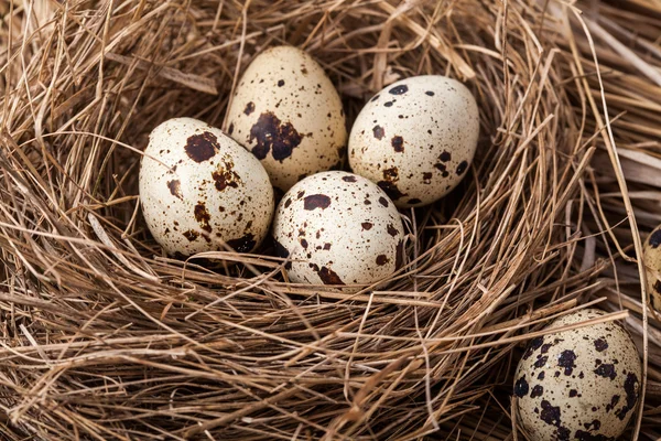 bıldırcın yumurtası