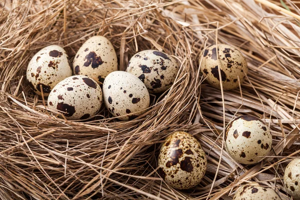 Quail eggs — Stock Photo, Image