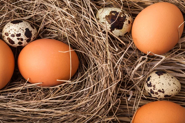 tavuk ve Bıldırcın yumurta