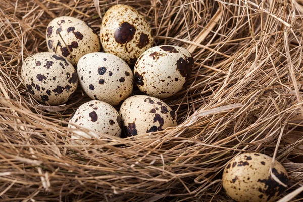 bıldırcın yumurtası