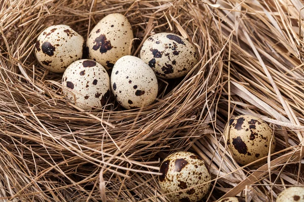 Quail eggs — Stock Photo, Image